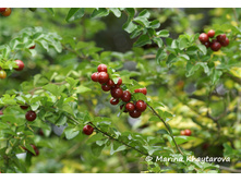 �������� �������� (�riphasia trifolia)- ����� ..