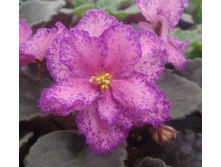 ��-��������� ����������.JPG