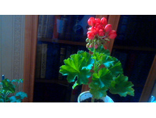 Red Pandora (���������)