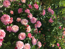 ������ ����- ��� ���� ������ (�� ������� ����� ������� ���� �� ����)