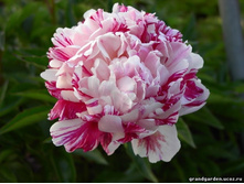 ���� ����� ��������-2244�.jpg