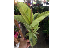 ����� Moonshine