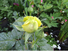 ���� �����-��������� Candlelight.JPG