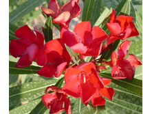 ������� ���........