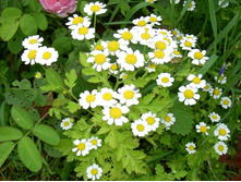 ���������� 30�