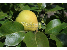 ����� "������������" �4  500�  �7  560�