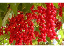 �������� ��������� �2 300�   ����� ����  250�