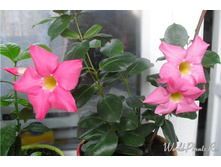 ���������� �������