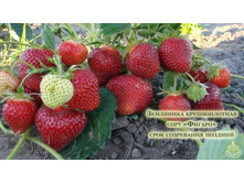 ������� ������.jpg