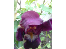 20180606 191243[1].jpg