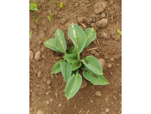 P 20180612 101519 1.jpg