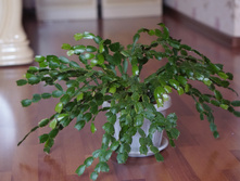 ����������� (�������) 250� ������ � �������