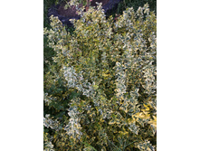 ��������� 100�.