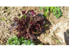 P 20180515 101658.jpg