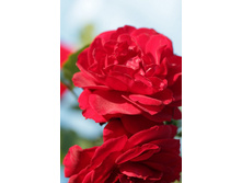 Pauls scarlet 2017.jpg