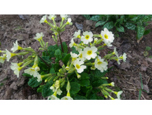 P 20180506 164209.jpg