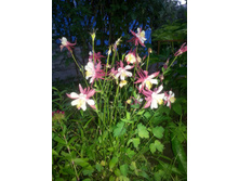 ���������