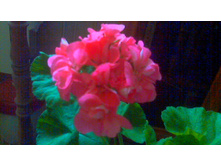 ���������� Highfield s  Charisma