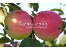 ������ "�����"�4  495�