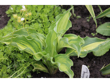 ����� �������� ������ �����.JPG