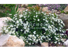 �������� ������������� "Abotswood" 250�