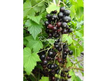 ��������� ������ ���� ������ 208�