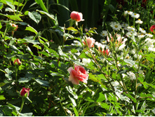 ���� Chippendale.JPG