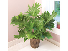����������� PHILODENDRON SELLOUM 'LITTLE HOPE