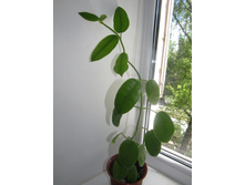 Hoya lauterbachi