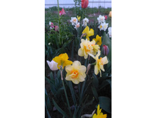 P 20180513 202230.jpg