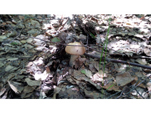 IMG 20180616 141905.jpg