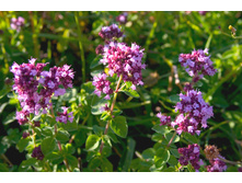 ������ (�������) 30�