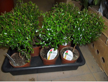 ���� �� ������ - 850- 900 ���.