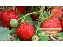 ������� ��������.jpg