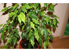 ������ ����� - 150 ���