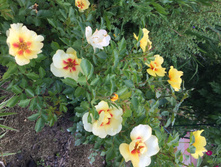 ������� (eyeconic)