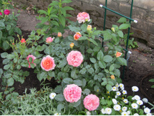 ���� Chippendale.JPG