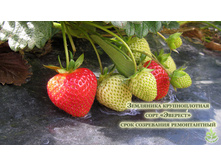 ������������ �������.jpg