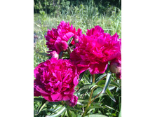 ���� ��������� ��������