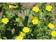 �������� ����������� 50�