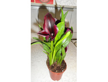 ����� ������