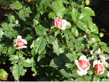 ���� Chippendale.JPG