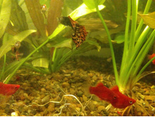 IMG 20180601 193901905 BURST001 LL.jpg