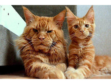 �������. ��ԣ��� � ��������