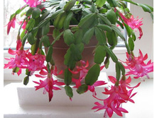 4353925861 7dcb3b5f1b z.jpg