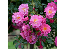 ���� ��������� ������ ����������   �2  300�