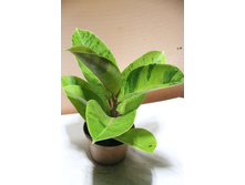 ����� Moonshine- 500  ���.