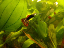 IMG 20180601 183318425.jpg