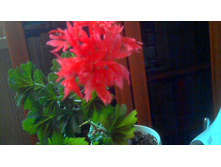 ���������� Bronze Butterfly