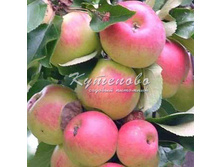 ������ "�����������"  �4  400�